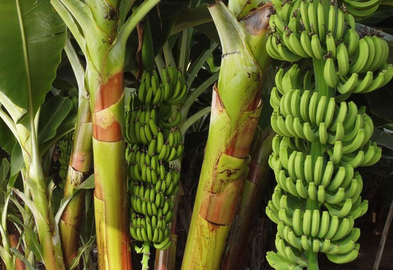 Mersin Erdemli'de 6 yeni muz çeşidi geliştirildi domates serasında yetişecek - Resim: 1