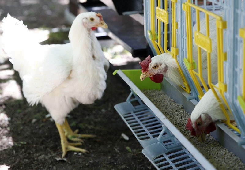 Bu gelişme herkesi heyecanlandırır damızlık tavuk ve siyah pirinç - Resim: 4