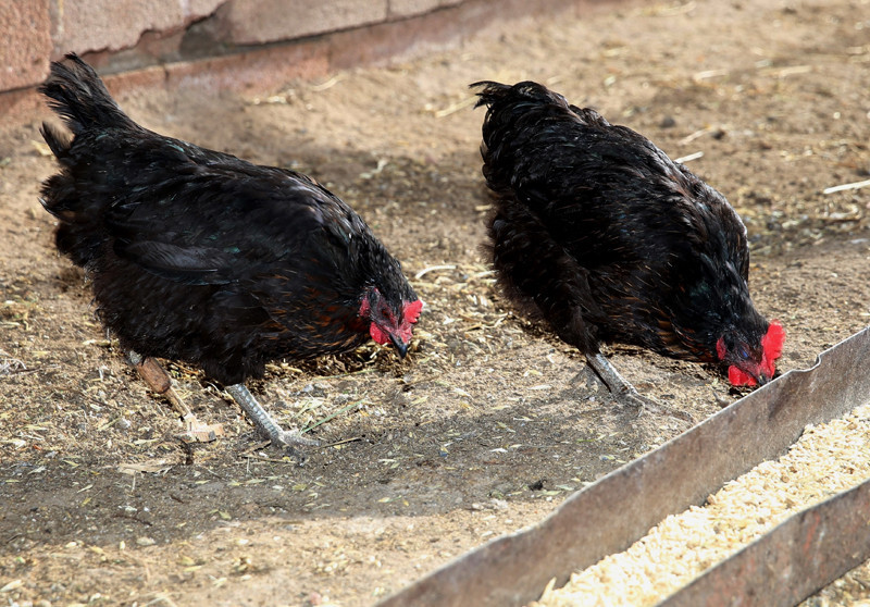 Yürüyemeyen tavuğuna ahşap protez yaptı - Resim: 1