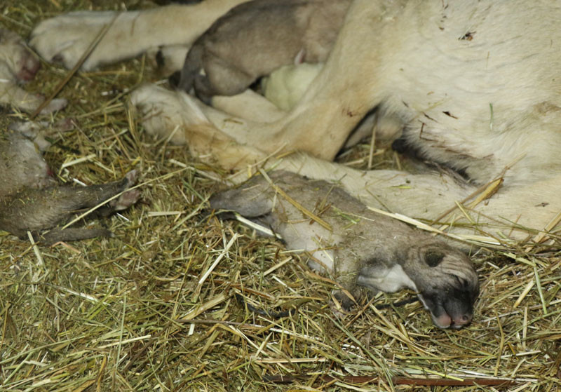 Korkunç manzara! Ahıra girdiğinde dehşete düştü - Resim: 2