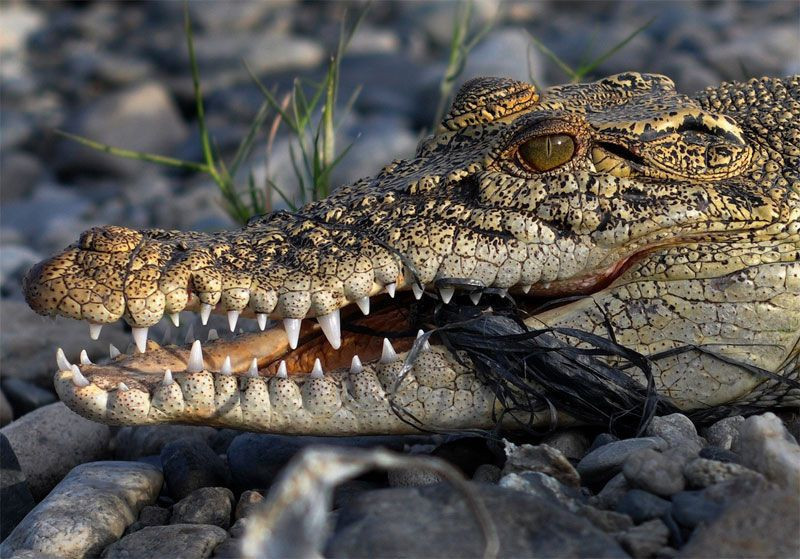 Dev timsah 4 senedir boynuna sıkışan scooter lastiğiyle yaşıyor - Resim: 3