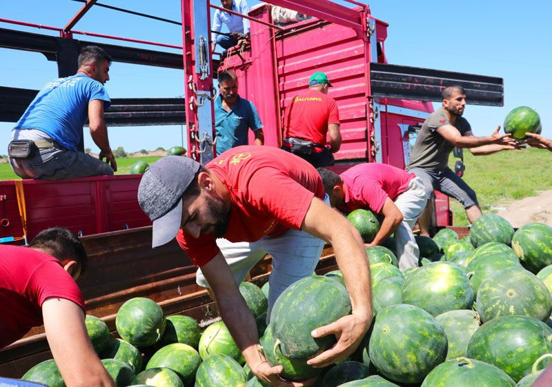 Adana'da sıcağın altında günde 200 ton karpuz yüklüyorlar - Resim: 4