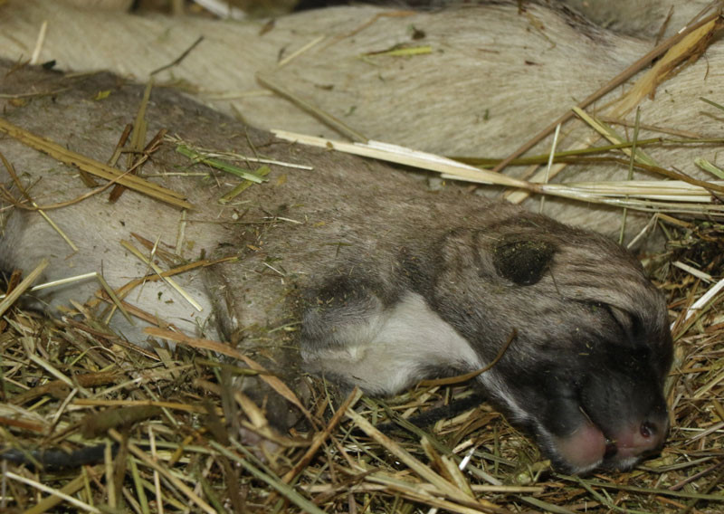 Korkunç manzara! Ahıra girdiğinde dehşete düştü - Resim: 4