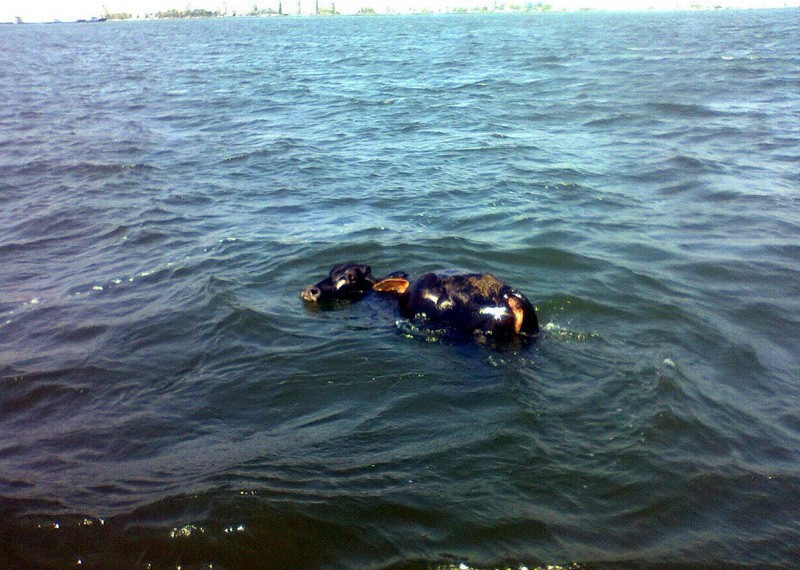 İzmir'de denizde yüzen hayvan şaşkına çevirdi - Resim: 1