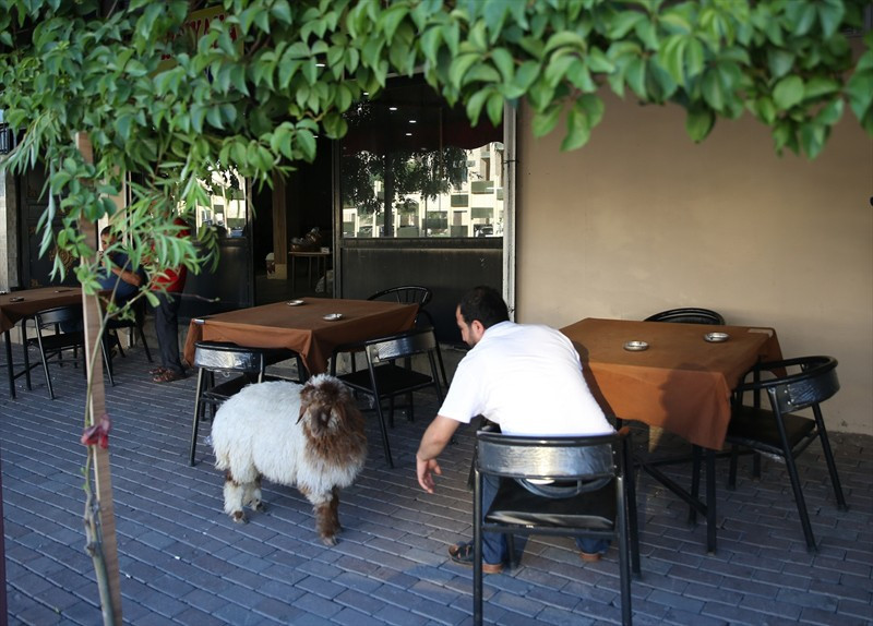 En yakın arkadaşı kuzu beraber kahvehaneye bile gidiyorlar - Resim: 3