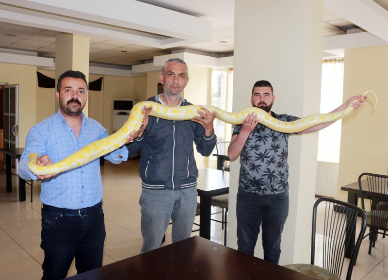 4 metrelik piton yılanını çocuğu gibi seviyor - Resim: 2