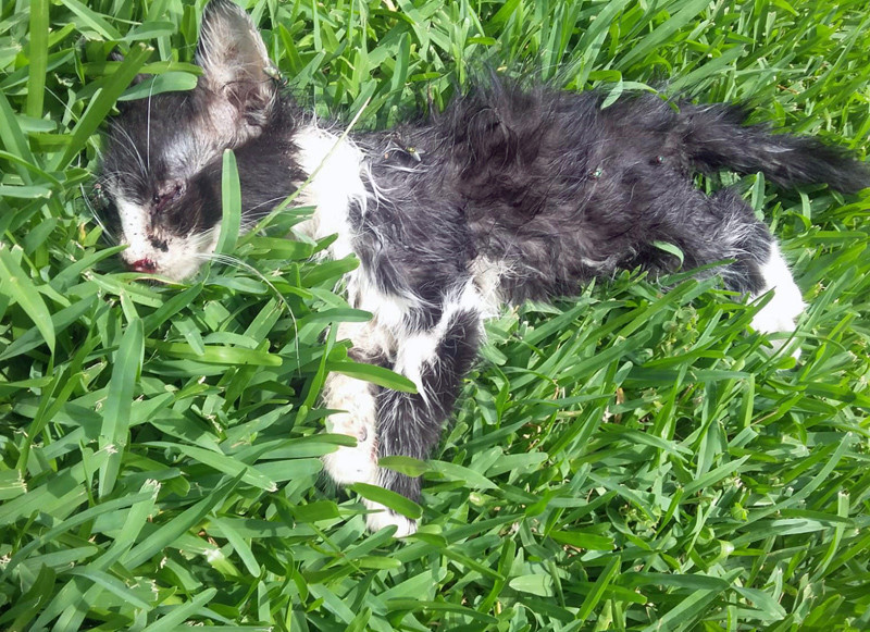 Sahibinin saldırttığı pitbull 3 kediyi parçaladı - Resim: 2