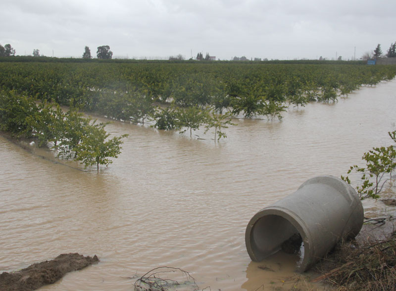 Adana felaketi yaşıyor! Çiftçilerin durumu çok vahim - Resim: 3