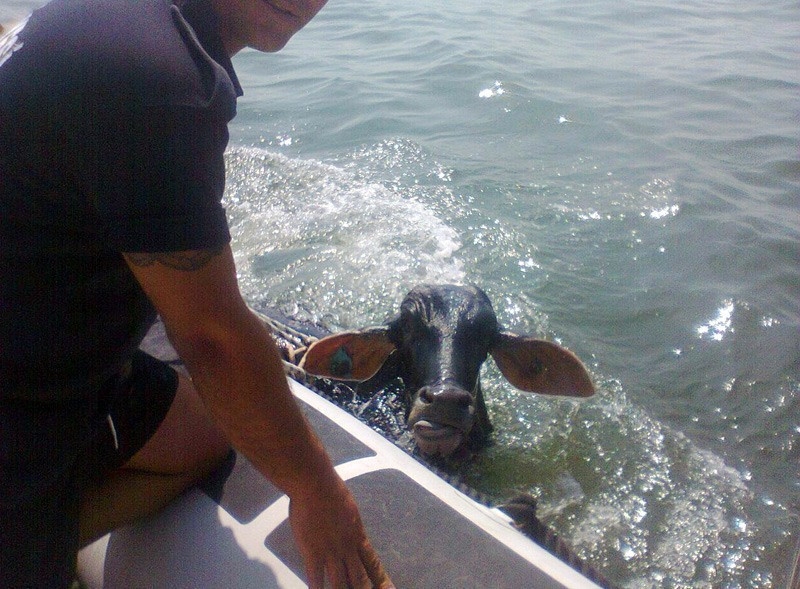 İzmir'de denizde yüzen hayvan şaşkına çevirdi - Resim: 3