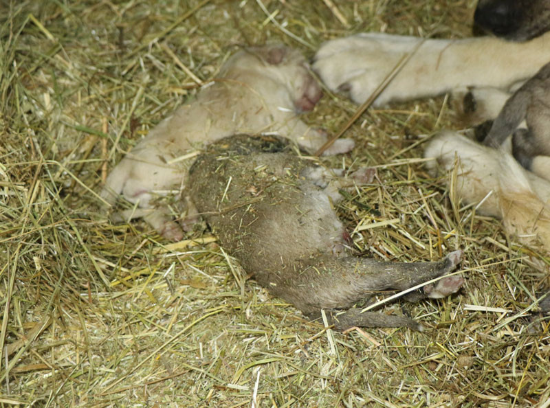 Korkunç manzara! Ahıra girdiğinde dehşete düştü - Resim: 3