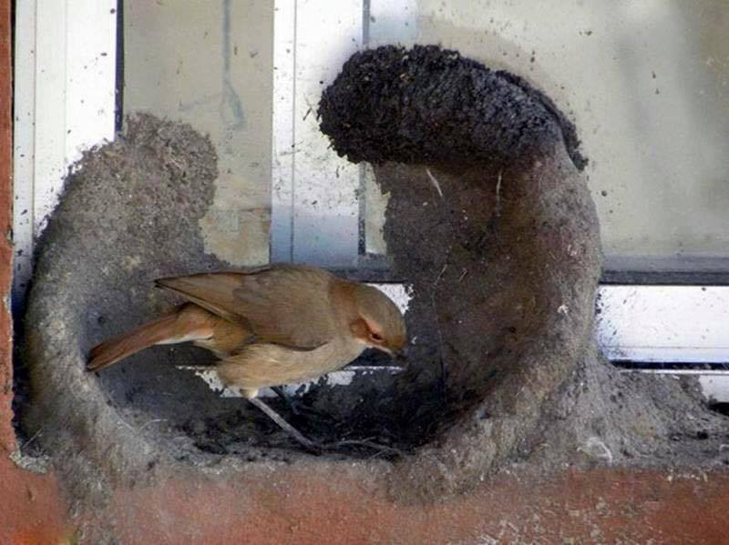 Yuvayı dişi kuş yapar ama nasıl? İşte doğanın en masum hali - Resim: 2