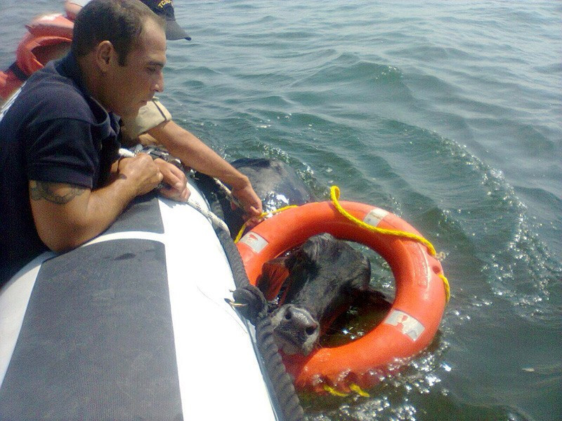 İzmir'de denizde yüzen hayvan şaşkına çevirdi - Resim: 4