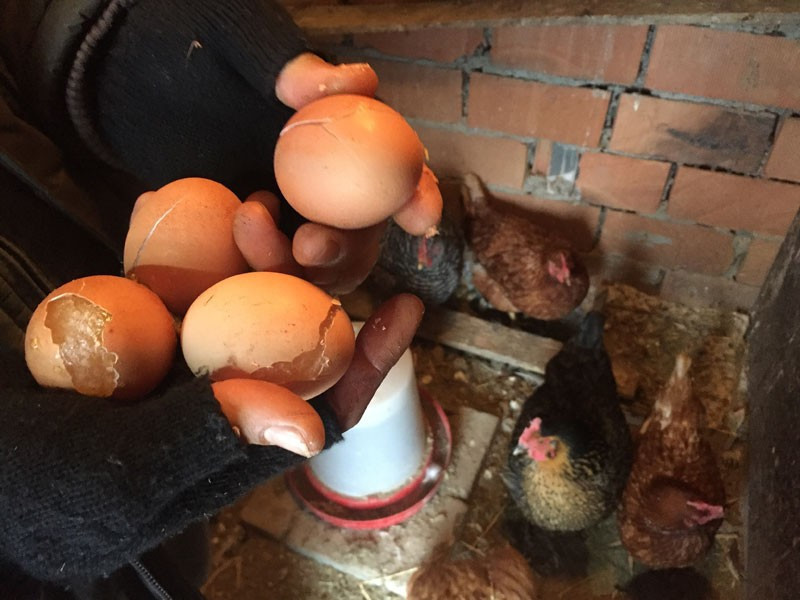 Kırklareli'nde yumurta donduran soğuklar - Resim: 1