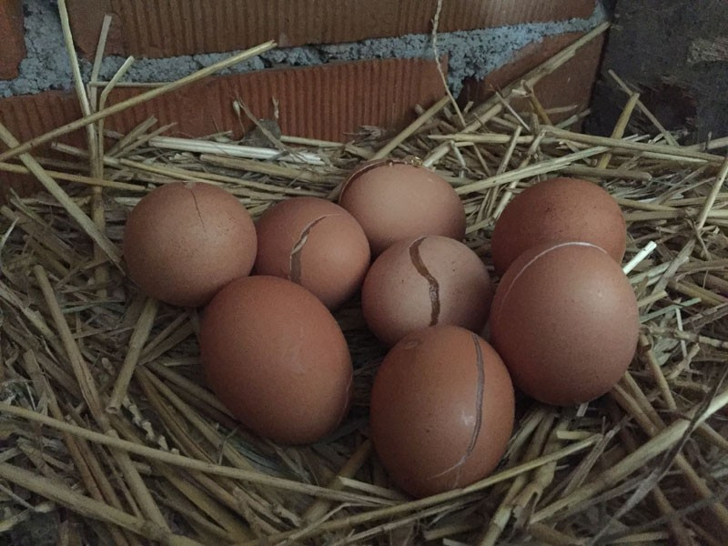 Kırklareli'nde yumurta donduran soğuklar - Resim: 4