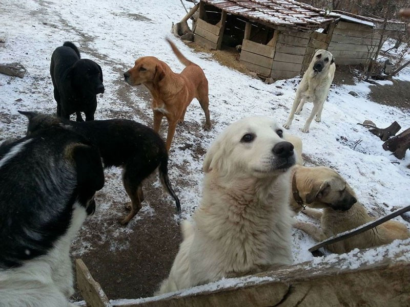 25 yıldır sokak hayvanlarını besliyor hem de borçlanarak - Resim: 1