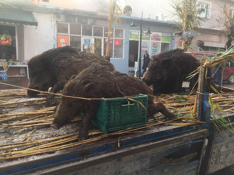 Öldürülen domuzların teşhir edilmesine tepki gösterdiler - Resim: 1