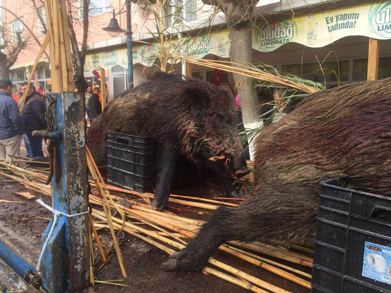 Öldürülen domuzların teşhir edilmesine tepki gösterdiler - Resim: 2