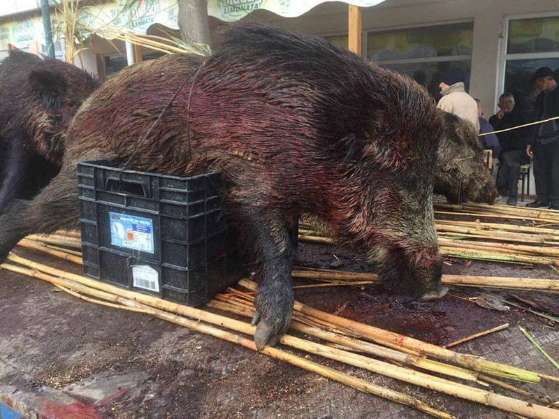 Öldürülen domuzların teşhir edilmesine tepki gösterdiler - Resim: 3