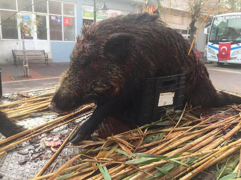 Öldürülen domuzların teşhir edilmesine tepki gösterdiler - Resim: 4