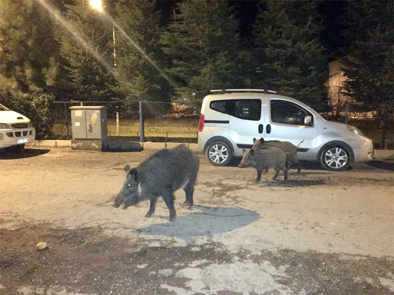 Tunceli sokaklarını domuzlar istila etti - Resim: 1