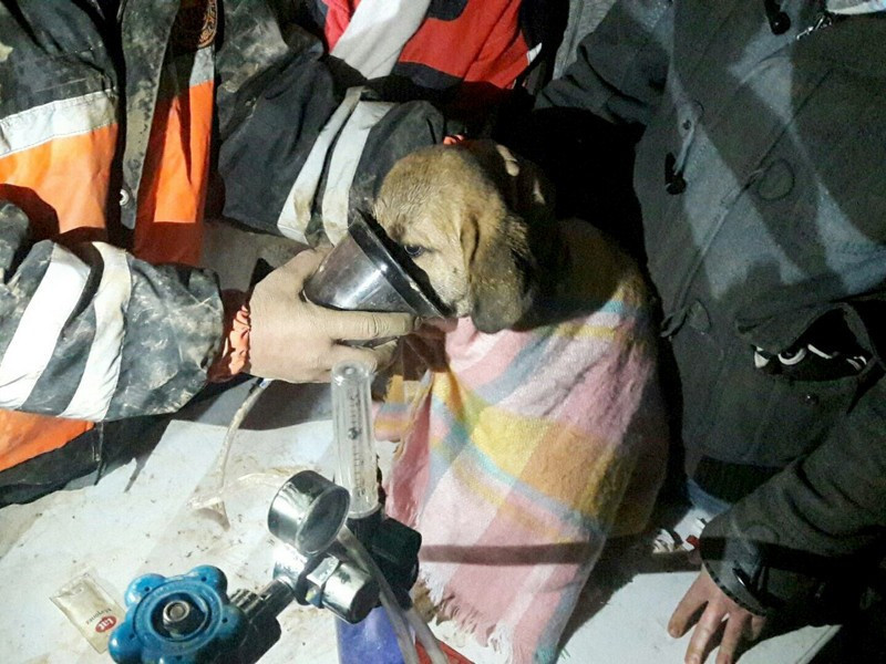 Yavru köpek 'kuyu' iğne deliğinden nasıl çıkarıldı? İşte ayrıntılar - Resim: 2