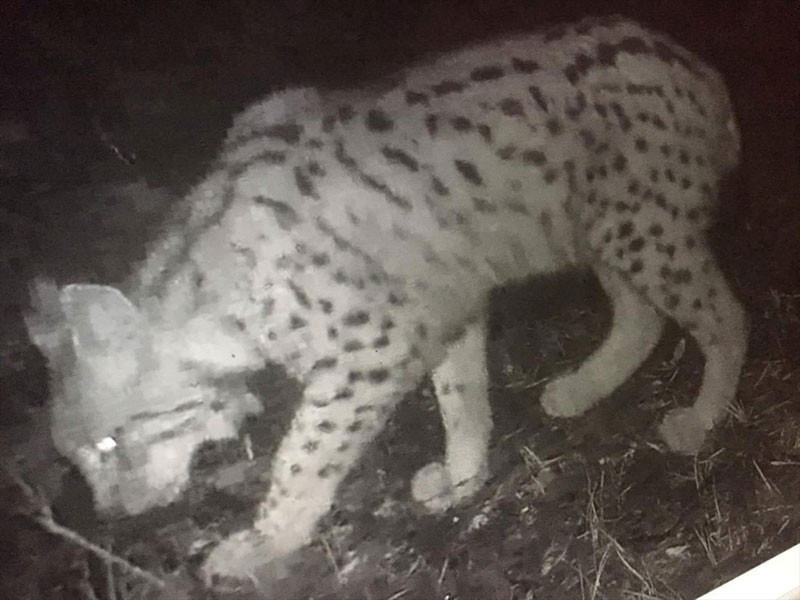 Nesli tükenmek üzereydi vaşak böyle görüntülendi - Resim: 1