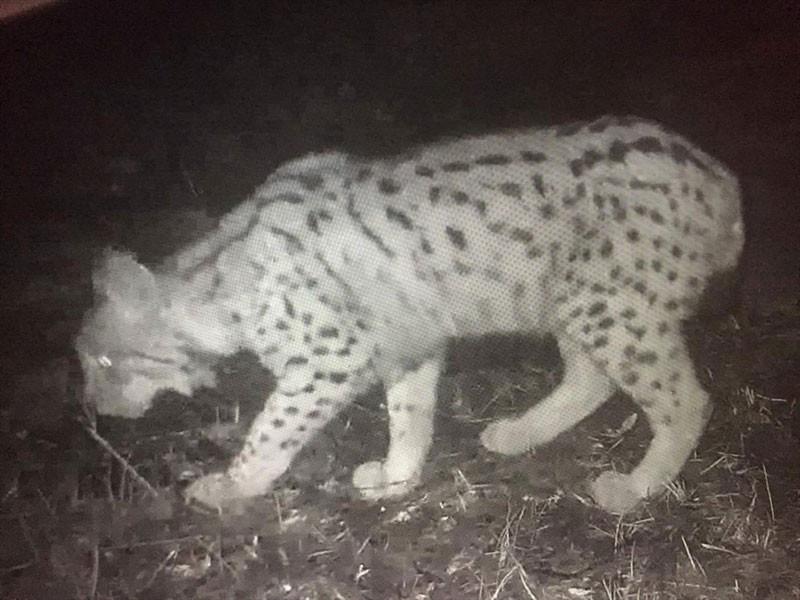 Nesli tükenmek üzereydi vaşak böyle görüntülendi - Resim: 2