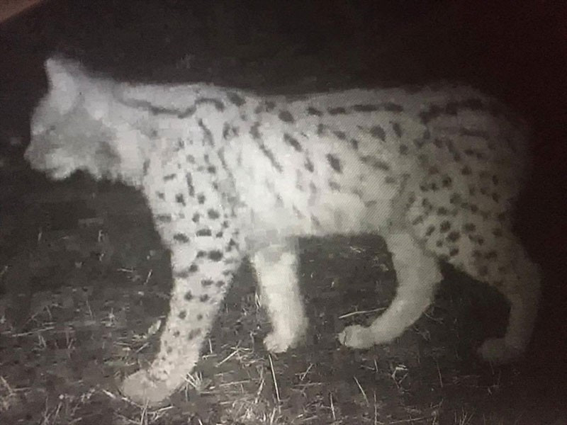 Nesli tükenmek üzereydi vaşak böyle görüntülendi - Resim: 3