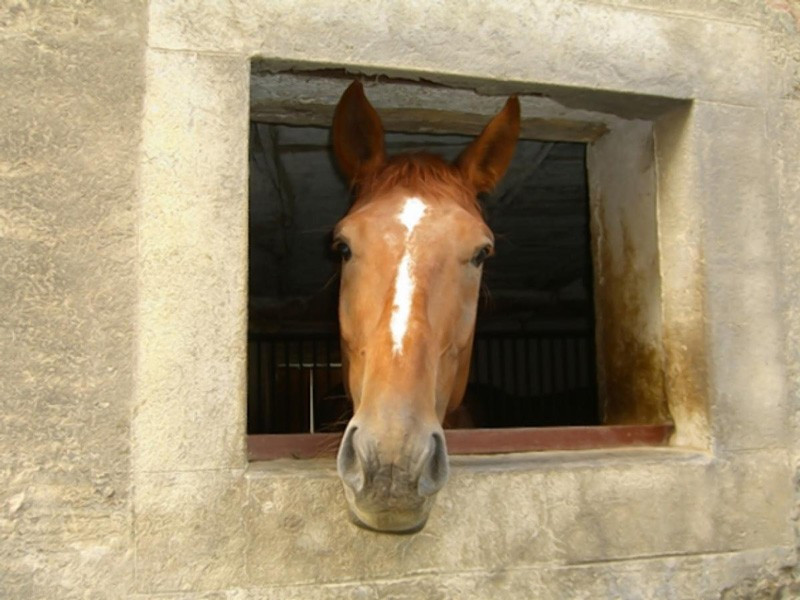 Karısı atı öptüğü için boşanan koca! Böylesi görülmedi - Resim: 1