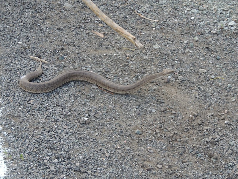 Kars'ı engerekler ele geçirdi halk ne yapacağını bilmiyor - Resim: 3