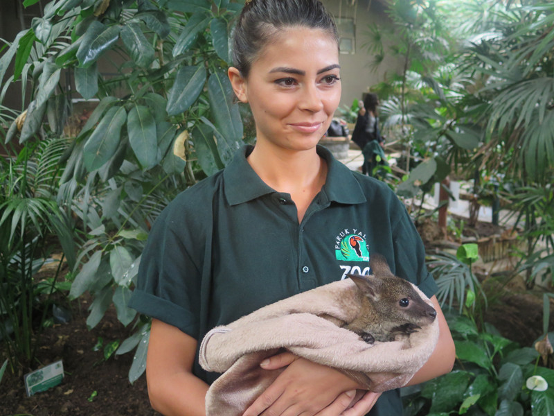 Kocaeli'de yavru kanguru 'Pinky'e anne sıcaklığıyla bakılıyor - Resim: 1