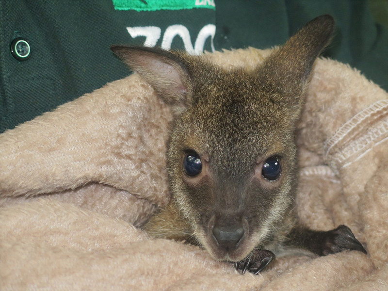 Kocaeli'de yavru kanguru 'Pinky'e anne sıcaklığıyla bakılıyor - Resim: 2