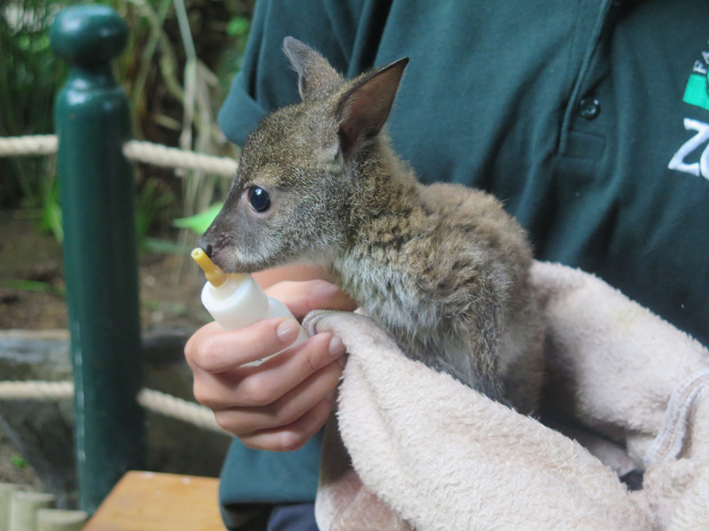 Kocaeli'de yavru kanguru 'Pinky'e anne sıcaklığıyla bakılıyor - Resim: 3