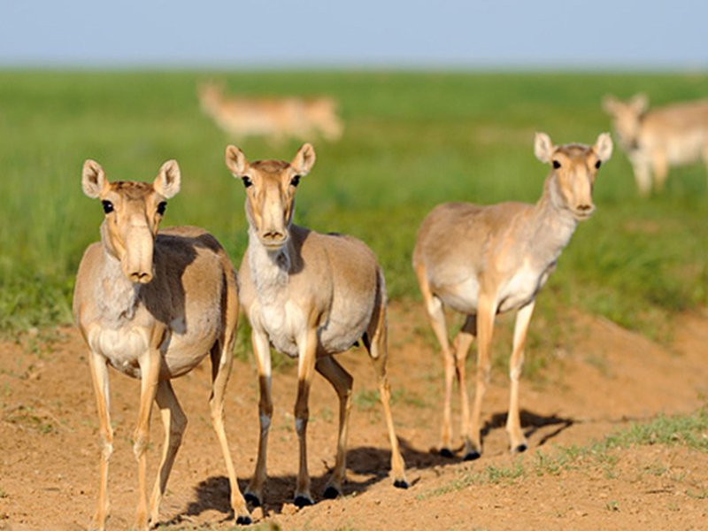 Aniden ölen  200.000 antilobun katili belli oldu - Resim: 4