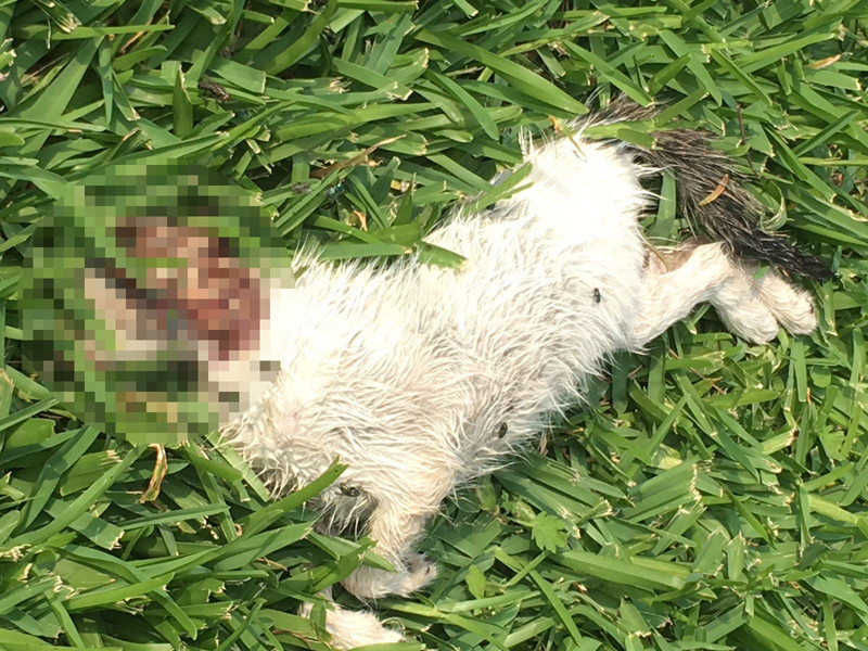 Sahibinin saldırttığı pitbull 3 kediyi parçaladı - Resim: 1