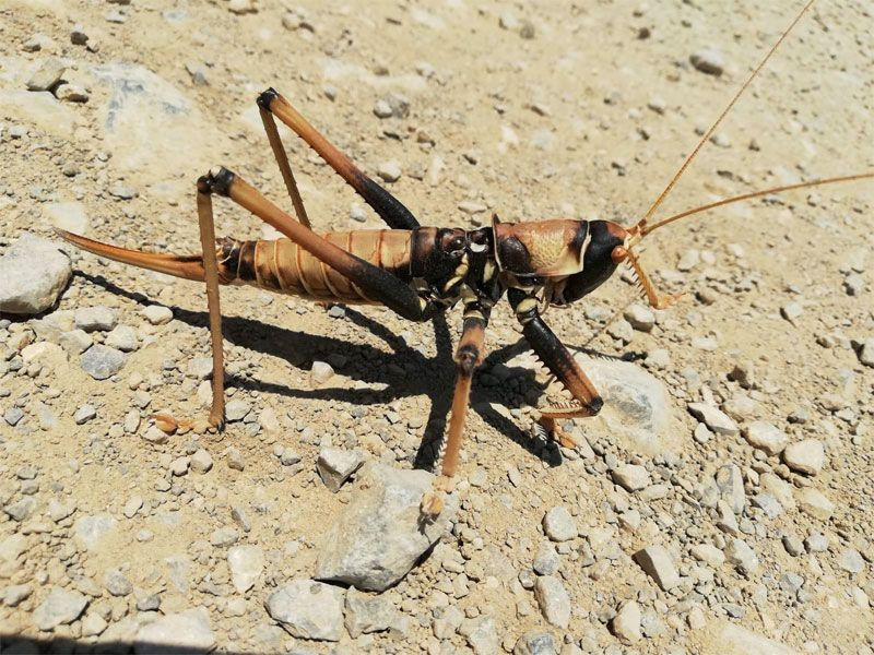 Batman'dan sonra Hakkari'de görüldüler geceleri avlanıyorlar - Resim: 1