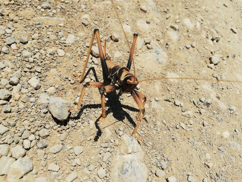 Batman'dan sonra Hakkari'de görüldüler geceleri avlanıyorlar - Resim: 2