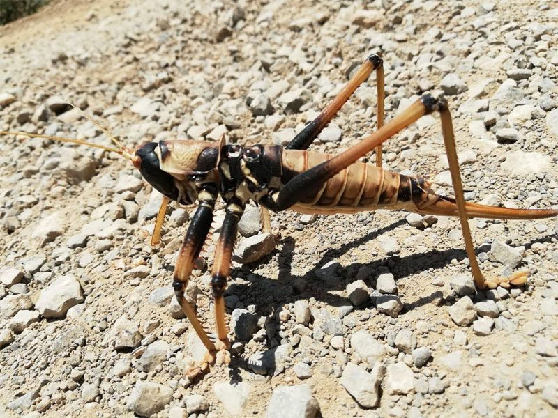 Batman'dan sonra Hakkari'de görüldüler geceleri avlanıyorlar - Resim: 3