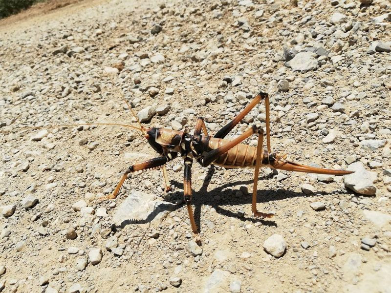 Batman'dan sonra Hakkari'de görüldüler geceleri avlanıyorlar - Resim: 4