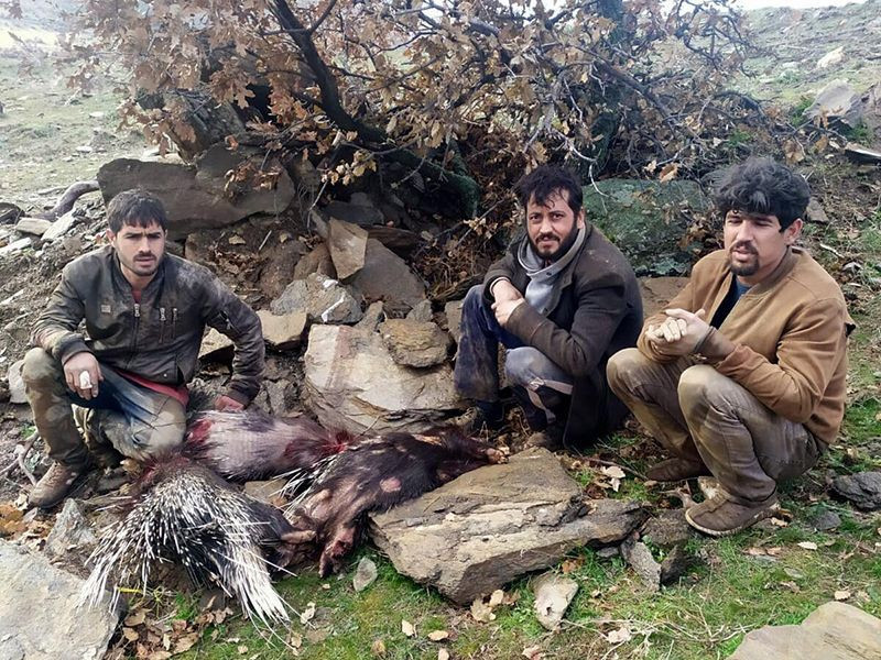 Manisa'da pitbull ile oklu kirpi avlayan 3 kişiye 40 bin 201 lira para cezası - Resim: 1