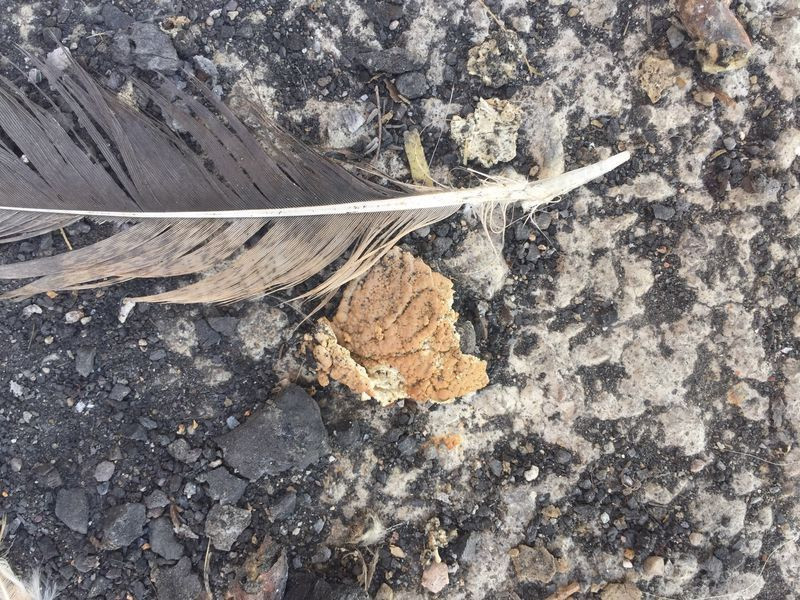 Adana'da bahçede buldu 4 katlı yumurtadan çıktı milyonda bir olan olay - Resim: 1