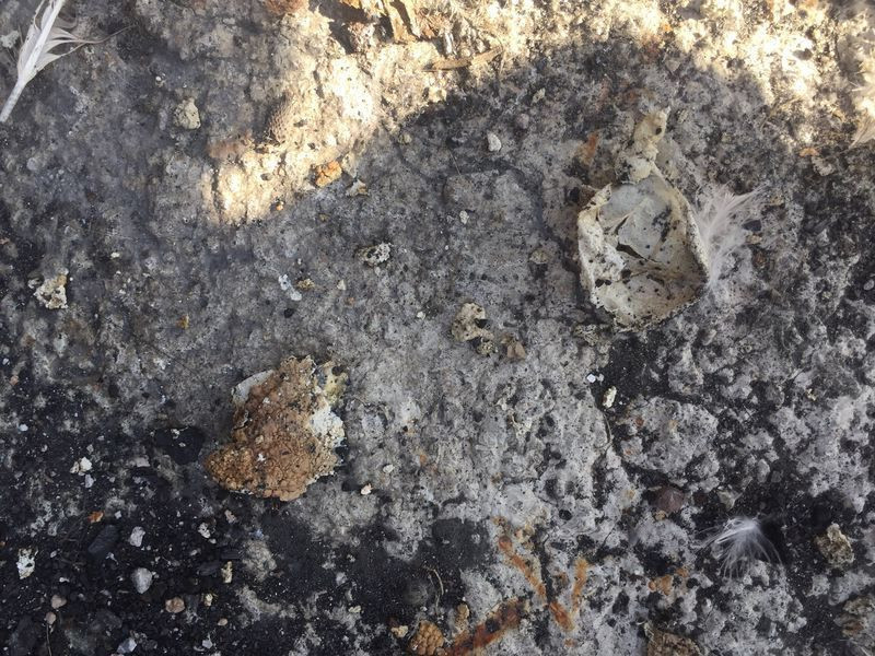 Adana'da bahçede buldu 4 katlı yumurtadan çıktı milyonda bir olan olay - Resim: 2