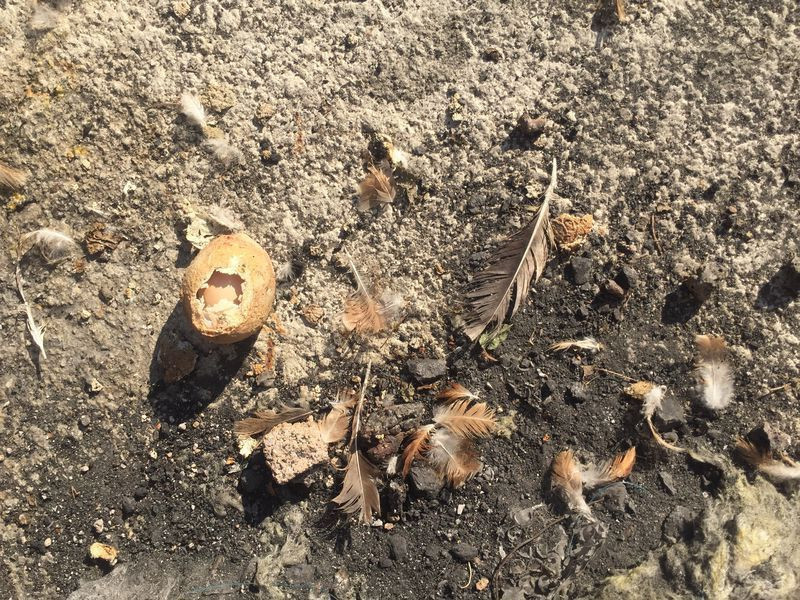 Adana'da bahçede buldu 4 katlı yumurtadan çıktı milyonda bir olan olay - Resim: 3