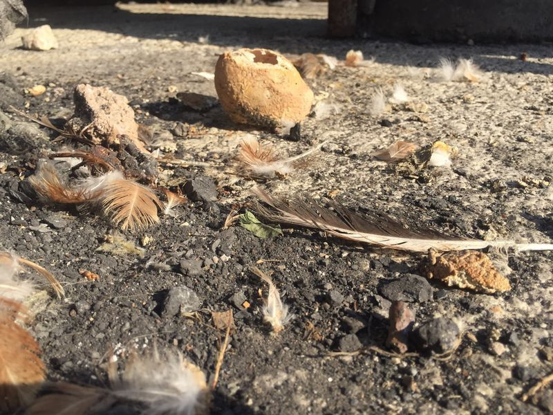 Adana'da bahçede buldu 4 katlı yumurtadan çıktı milyonda bir olan olay - Resim: 4