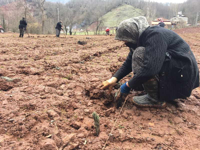 Bartın'da üretilip altın fiyatına satılıyor! Parfüm yapımında kullanılıyor - Resim: 4