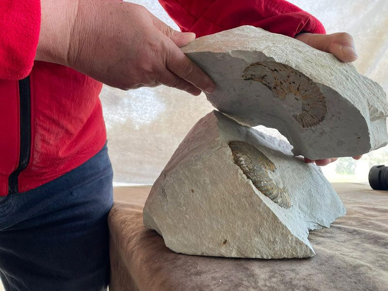 Ordu'da emekli coğrafya öğretmeni kayalıklarda keşfetti en az 15 tür var - Resim: 3