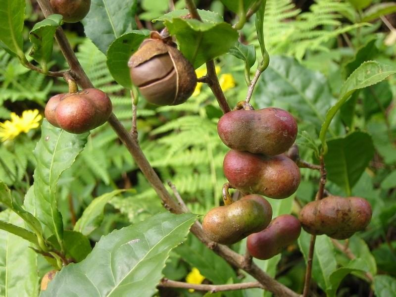 Çaykur'dan yeni ürün! Zeytinyağı ile eşdeğer artık Türkiye'de - Resim: 1