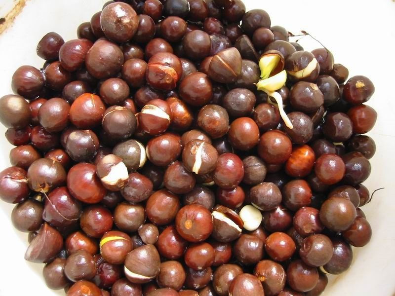 Çaykur'dan yeni ürün! Zeytinyağı ile eşdeğer artık Türkiye'de - Resim: 2