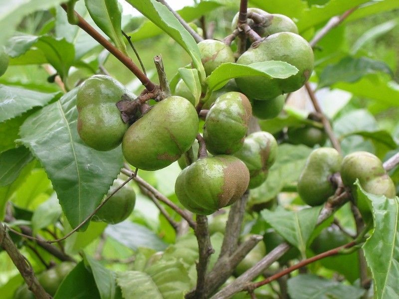 Çaykur'dan yeni ürün! Zeytinyağı ile eşdeğer artık Türkiye'de - Resim: 3