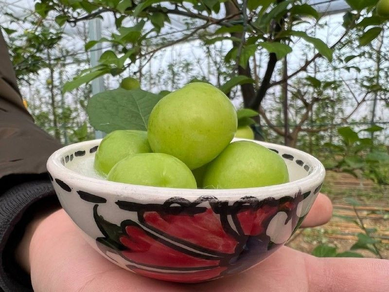 Kilosu 2 bin TL! Arap şeyhlerinden sipariş yağıyor: Bursa'da 12 ay boyunca bebek gibi bakıyoruz - Resim: 4